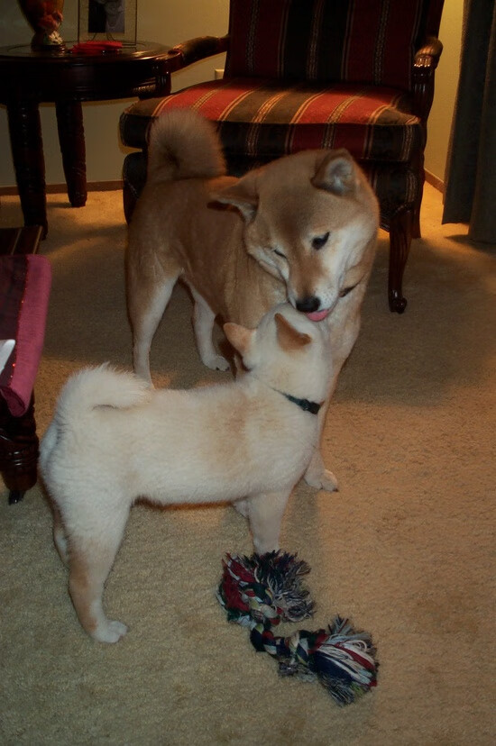 当喧嚣沉入他的湖底，欧冠半决赛之夜的蒂亚戈节奏