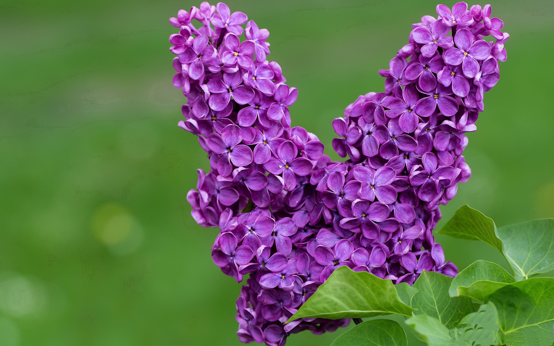 米切尔末节狂飙19分!广厦关键战拒绝逆转,力克上海夺赛点