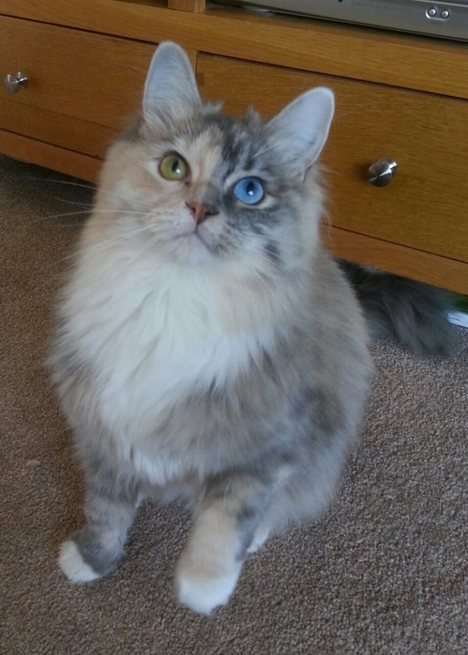 开云官网-加纳对阵巴西，巴尔韦德冠军级表现引领桑巴军团闪耀