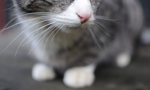 加纳对阵巴西,巴尔韦德冠军级表现引领桑巴军团闪耀