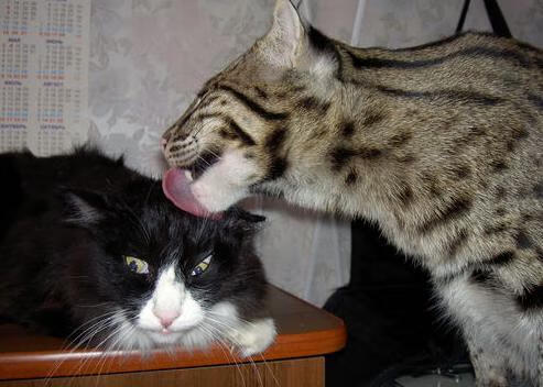 北境寒风中亮蓝旗，阿坎吉的铁血一击与拉齐奥的远征诗篇