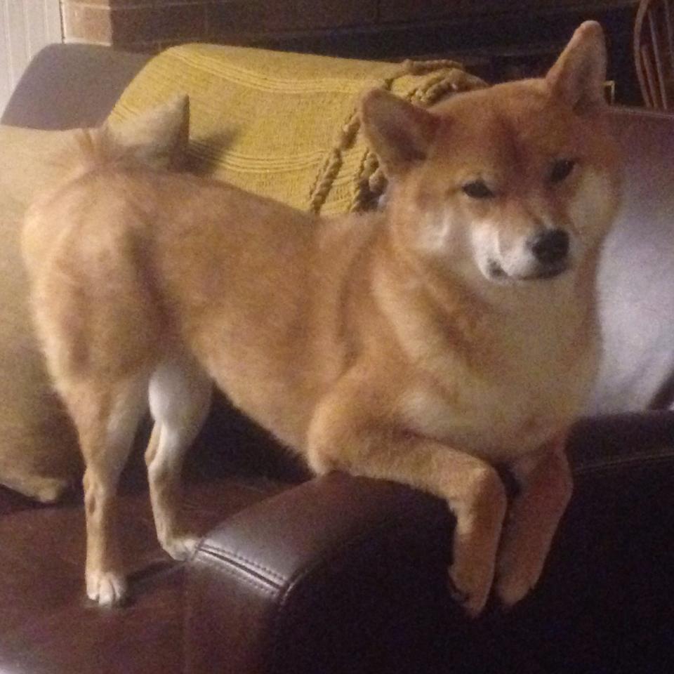 开云体育app-东方巨龙逆袭夜，伦纳德一剑封喉，北京队险胜步行者谱写传奇