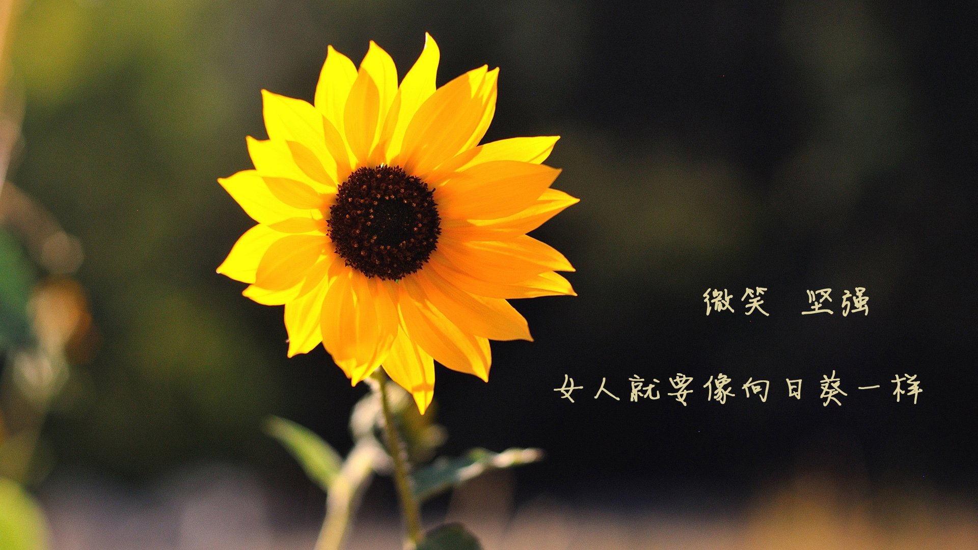 开云体育中国-剑舞埃及夜，久保建英一箭定乾坤，多特蒙德险中夺胜