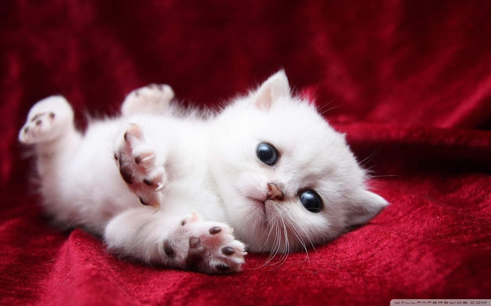 迪亚斯闪耀助贝蒂斯单节爆发，三球优势击溃挪威劲旅