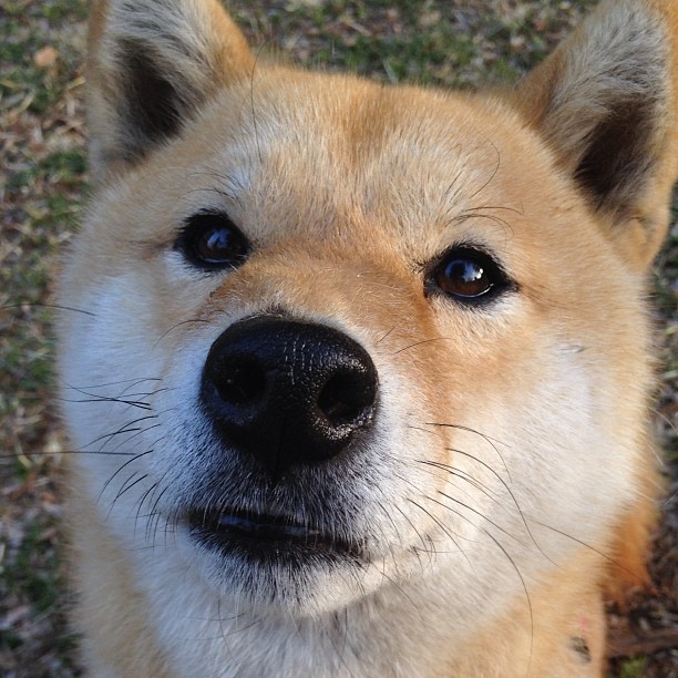 马刺淘汰赛惊险过关,小贾伦节奏掌控虽亮眼难阻灰熊出局