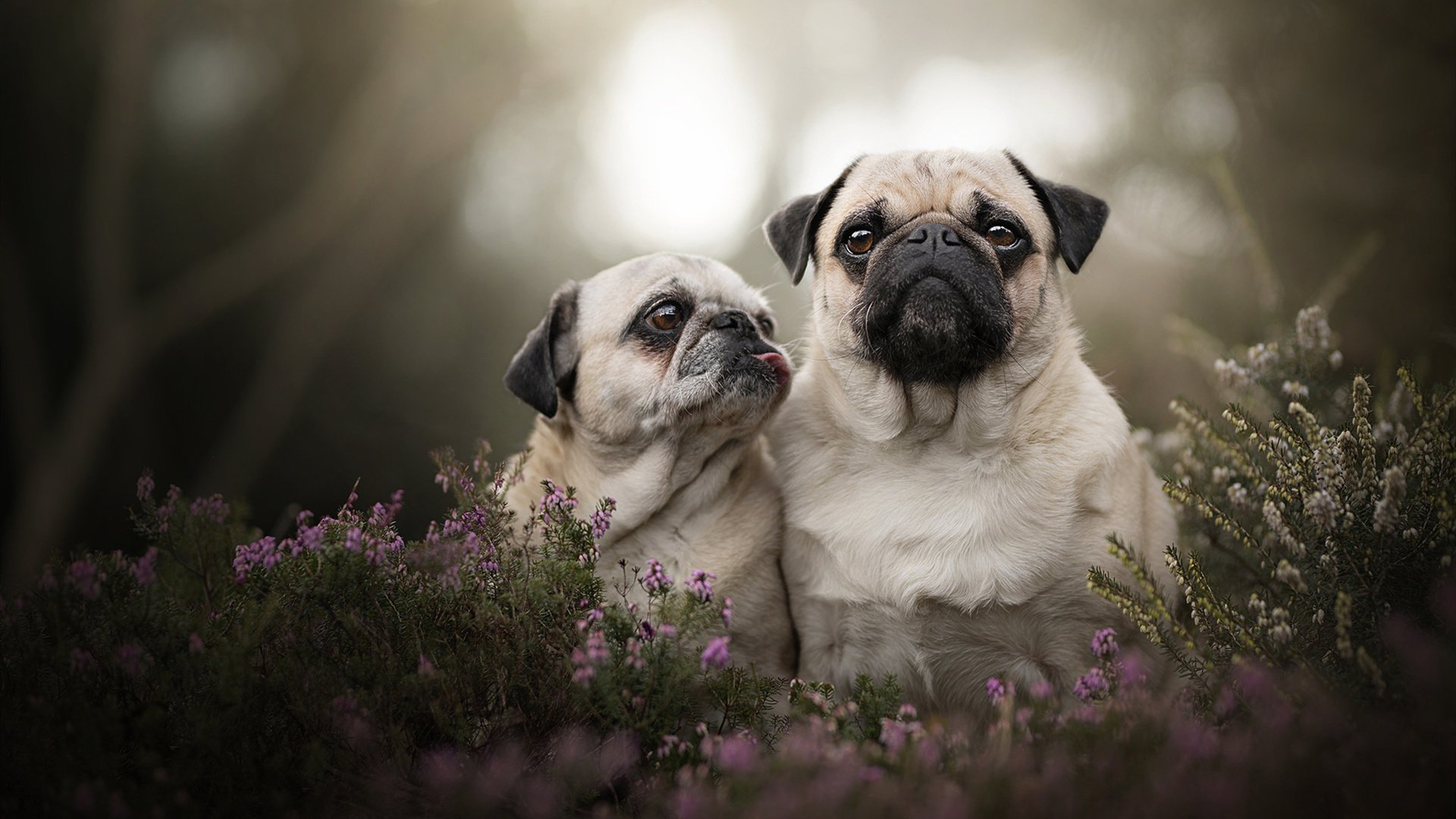 开云官网-猛龙破阵热火溃,武切维奇无解演绎现代内线统治力