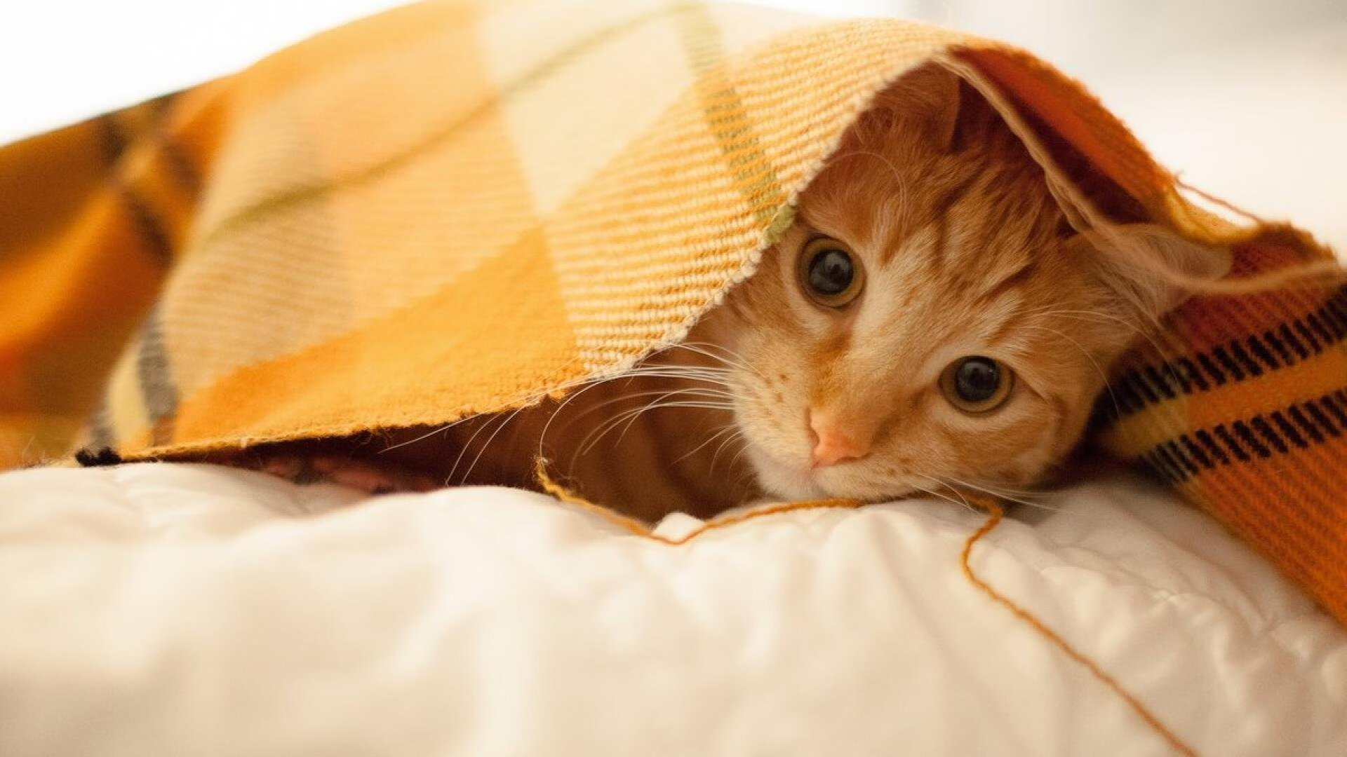 辽篮狂飙封神之战！福克斯生涯夜率队火力压制太阳