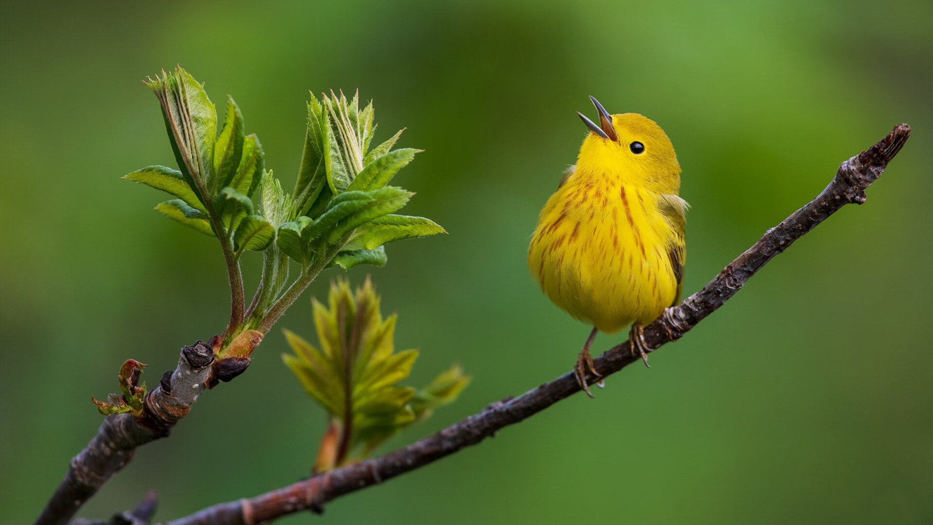 开云下载-布克狂砍42分闪耀全场,火箭早定胜局终结尼克斯悬念