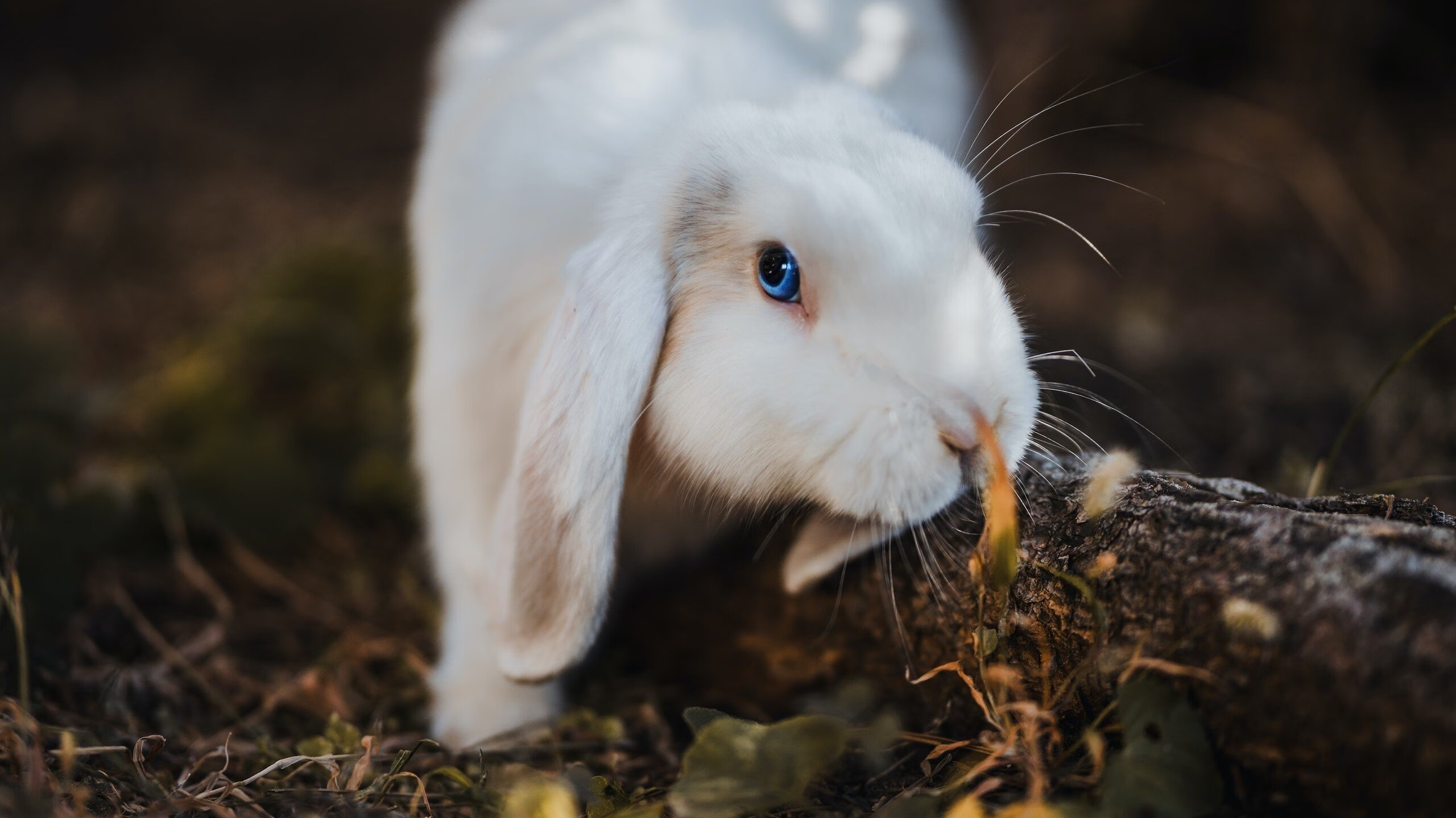 开云下载-钢铁丛林到绿茵战场,关键战役中的突围哲学