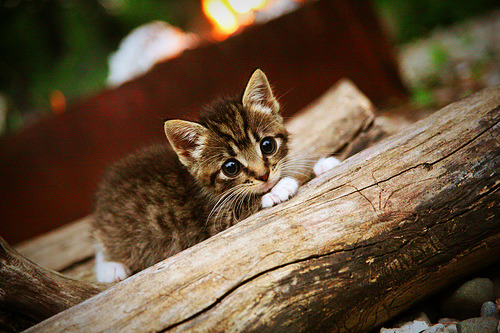 寒光一闪!德罗赞化身刺客,关键一刀刺穿老鹰咽喉