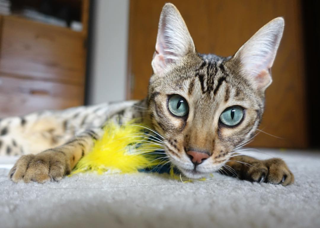 开云平台-马克西防守铁索横江，鹈鹕窒息式围剿击溃活塞