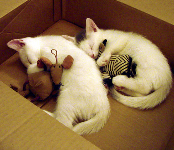 东决关键战之夜，梅西冠军级表现，两种传奇，同一颗冠军之心