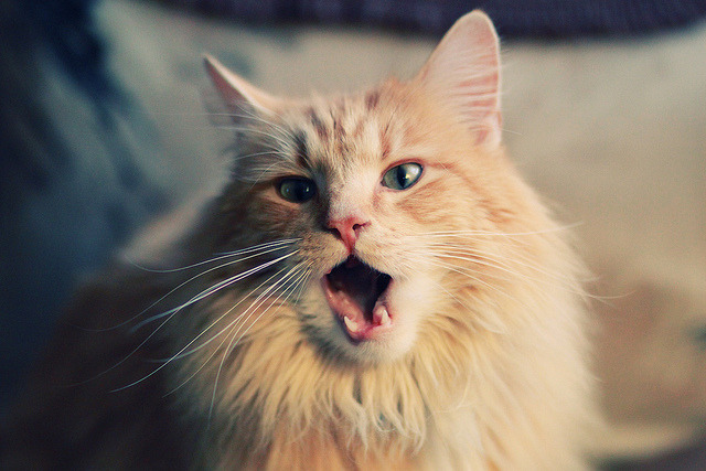 开云体育下载-跨界风云,广厦队碾压国王,武切维奇F1街道赛称王