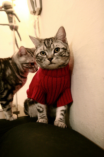 开云体育中国-伊布如神兵天降，北非劲旅三球完胜沙特长驱直入