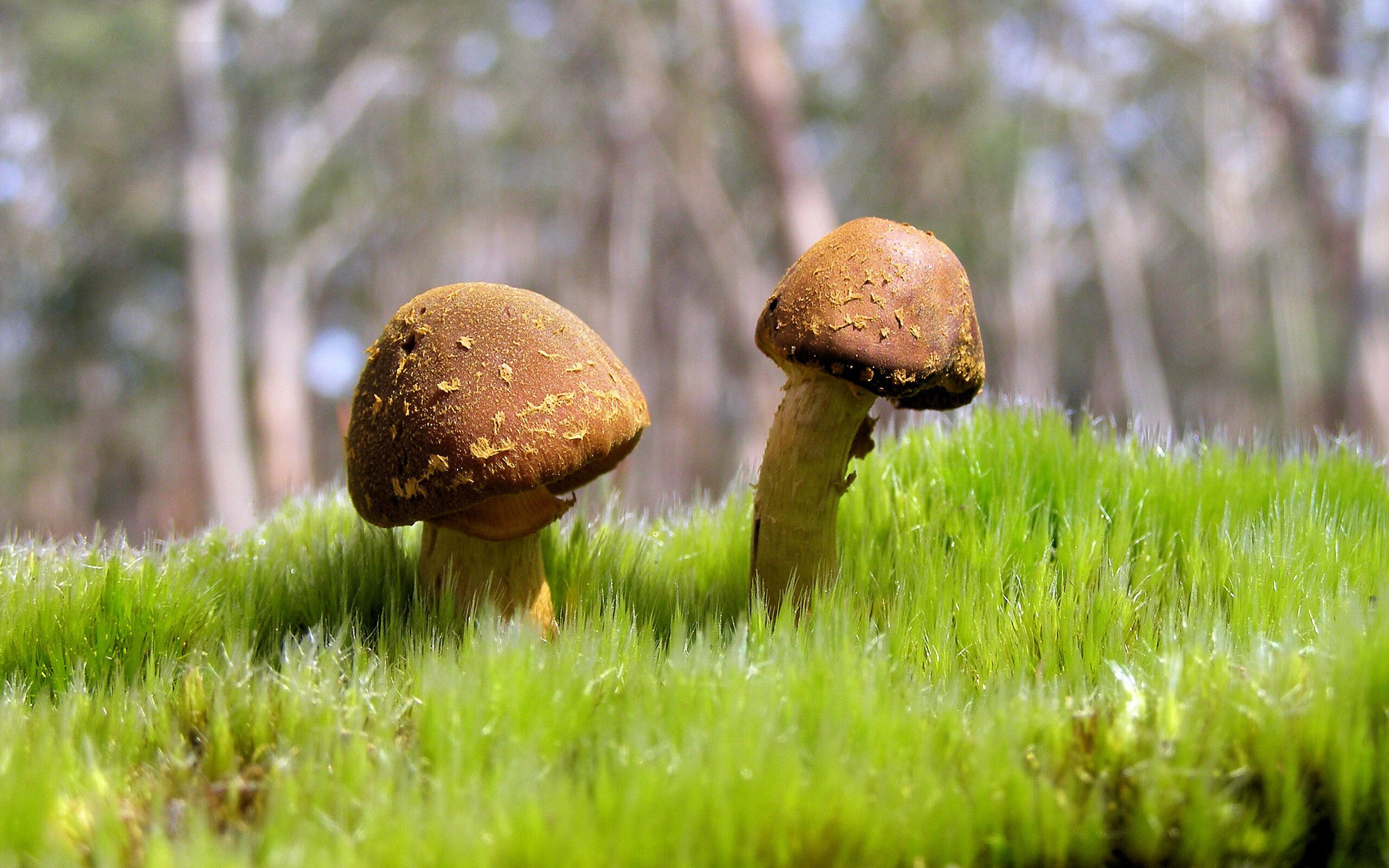 印第安纳之舞与快船齿轮,现代篮球的节奏掌控艺术